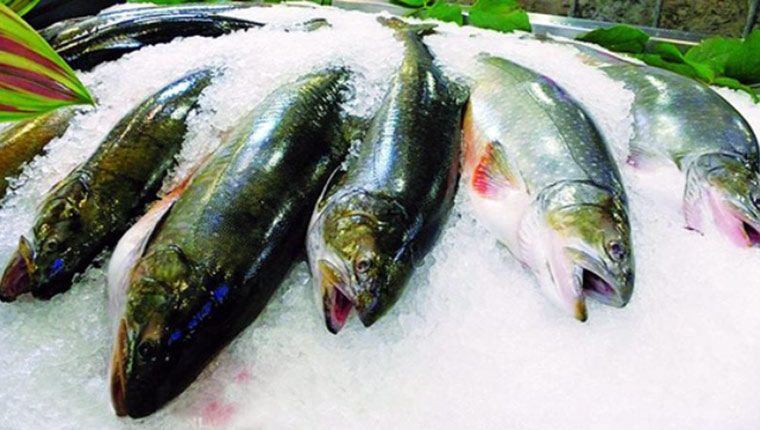 Đá viên bảo quản thực phẩm Đá viên bảo quản thực phẩm